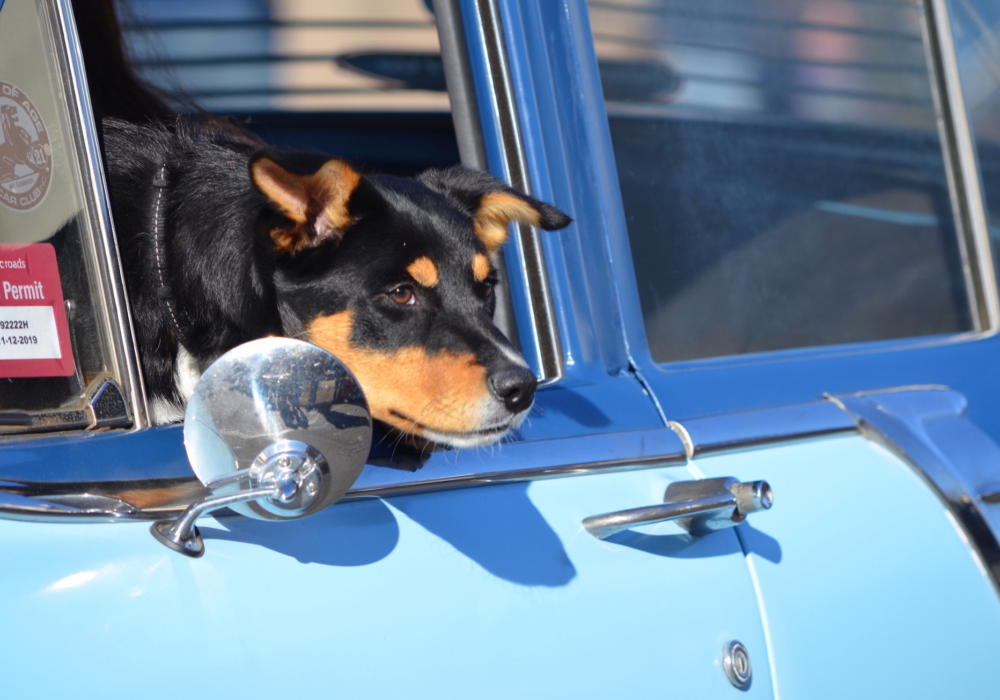 2019-street-parade-kelpie-pup-in-car-cf-002-copy