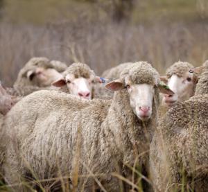 The Responsible Wool Standard