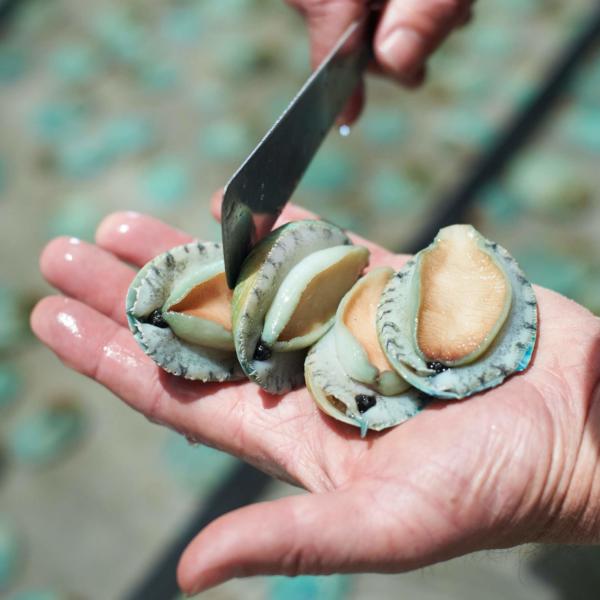 Yumbah Abalone Asc2-3840x2160-2