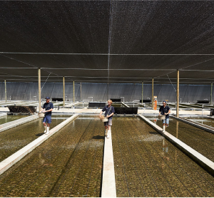 Yumbah Aquaculture