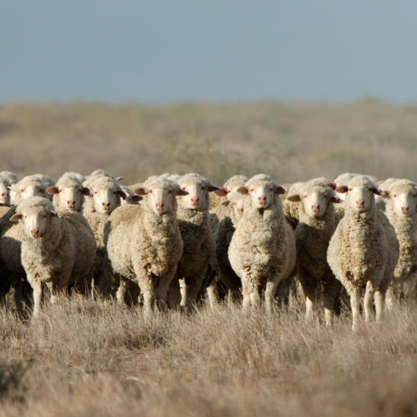 Sheep in paddock